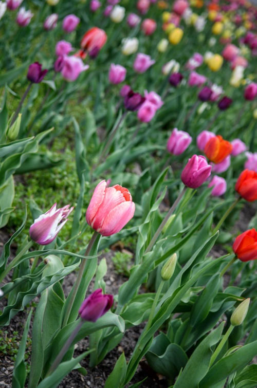 Tulips Midland Michigan