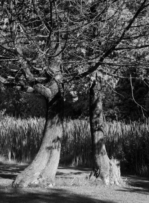 Mirrored Cedar Trees