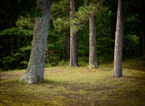 Pine Trees