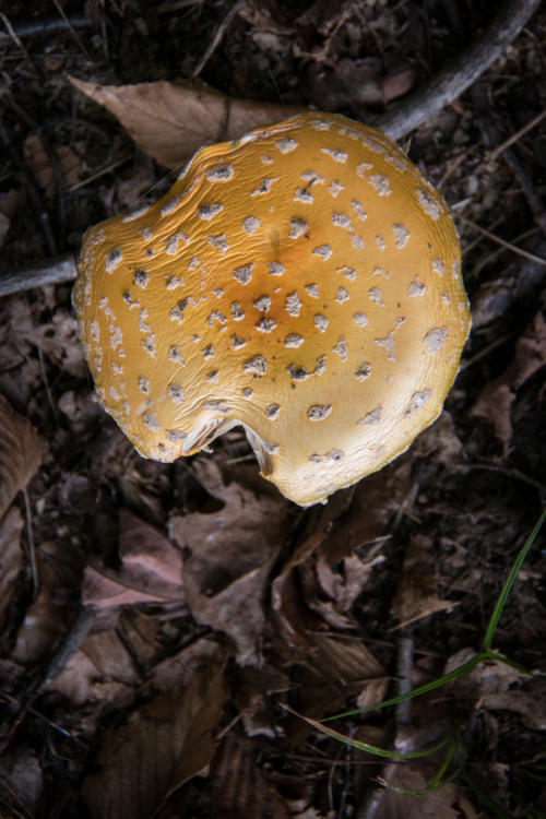 Mushroom Hamburger Bun