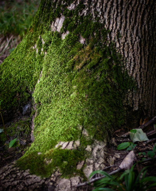 Mossy Tree