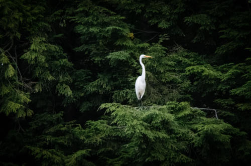 Egret 