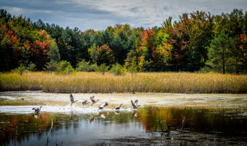 Early Fall Color Geese 2017